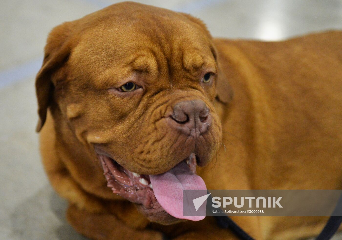 Golden Collar 2016 dog show