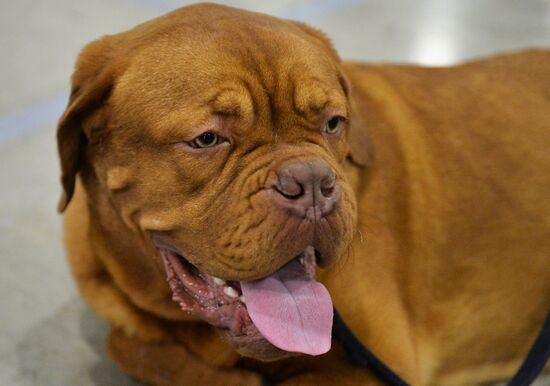 Golden Collar 2016 dog show