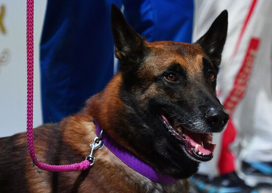 Golden Collar 2016 dog show