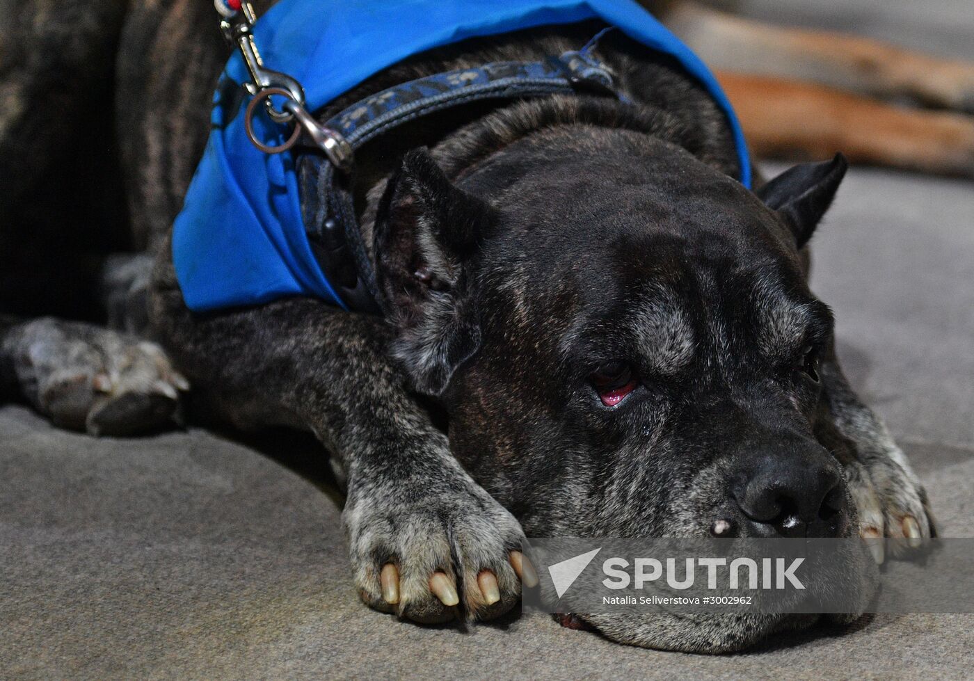 Golden Collar 2016 dog show