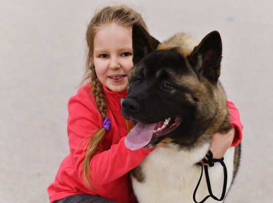 Golden Collar 2016 dog show