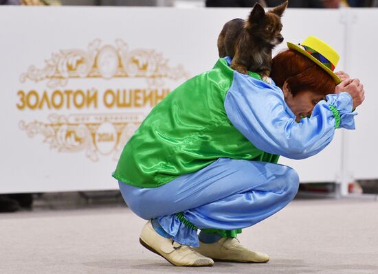 Golden Collar 2016 dog show