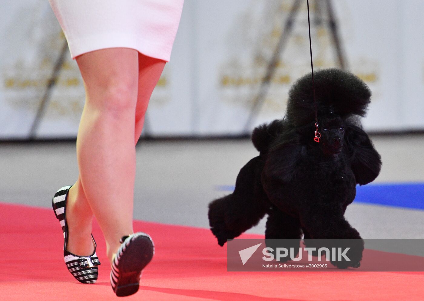 Golden Collar 2016 dog show