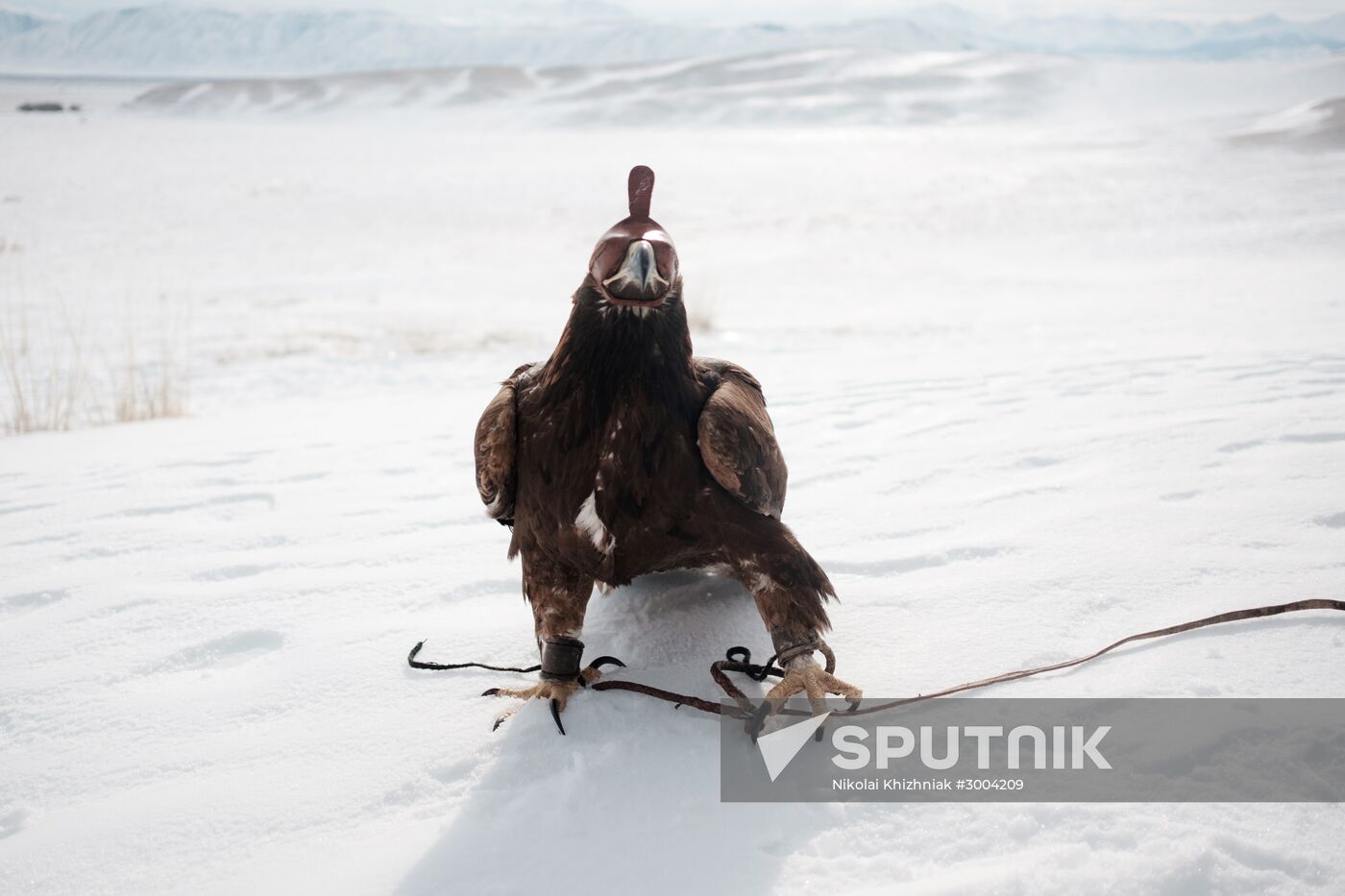 Berkutchi Festival in Kazakhstan