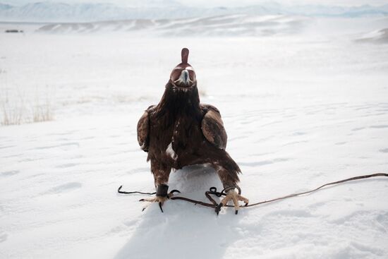 Berkutchi Festival in Kazakhstan