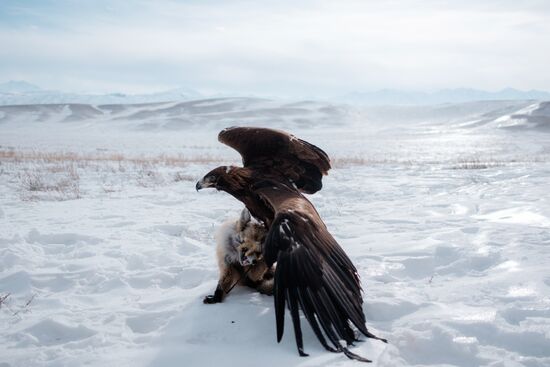 Berkutchi Festival in Kazakhstan