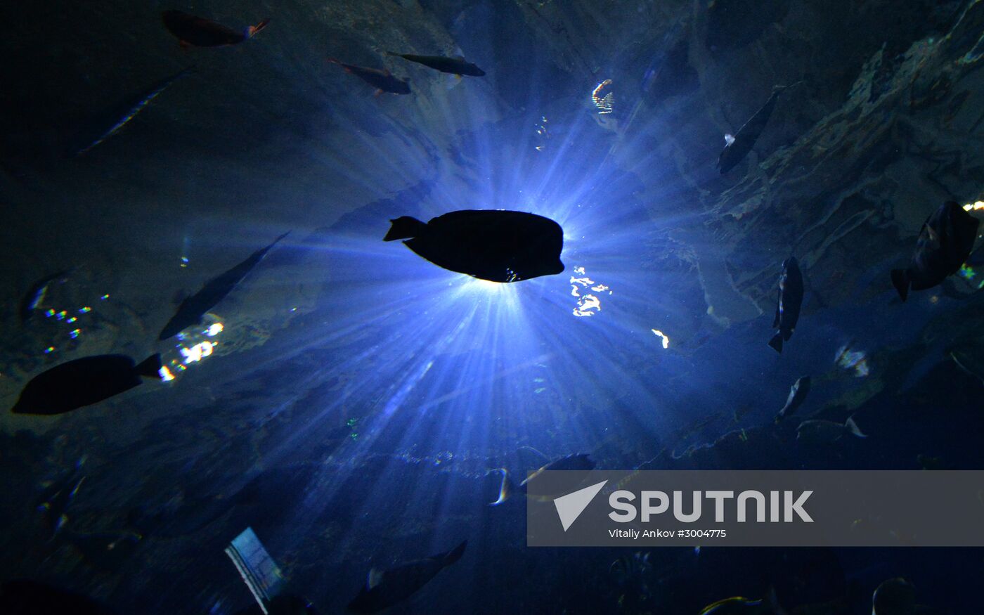 Primorsky Aquarium in Vladivostok