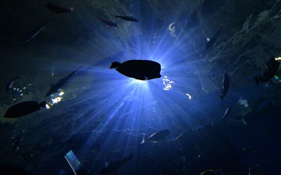 Primorsky Aquarium in Vladivostok