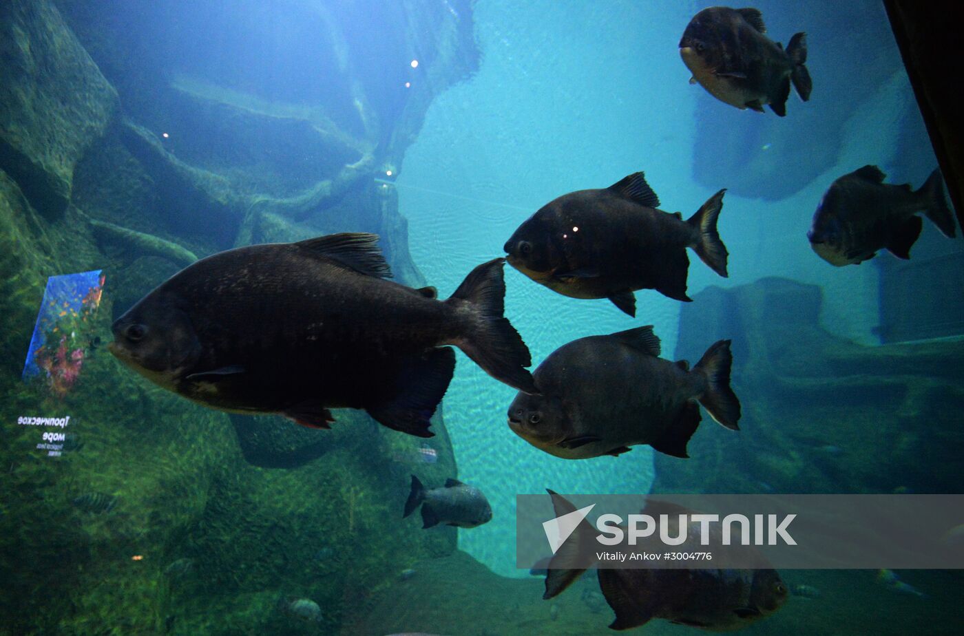 Primorsky Aquarium in Vladivostok