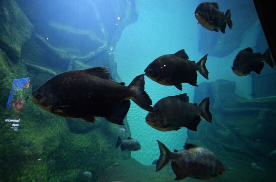 Primorsky Aquarium in Vladivostok