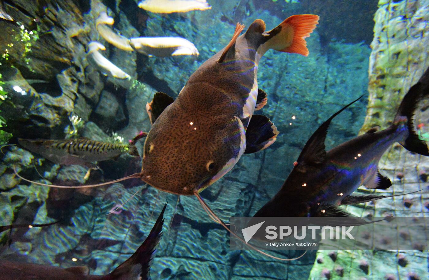 Primorsky Aquarium in Vladivostok