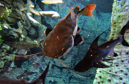 Primorsky Aquarium in Vladivostok