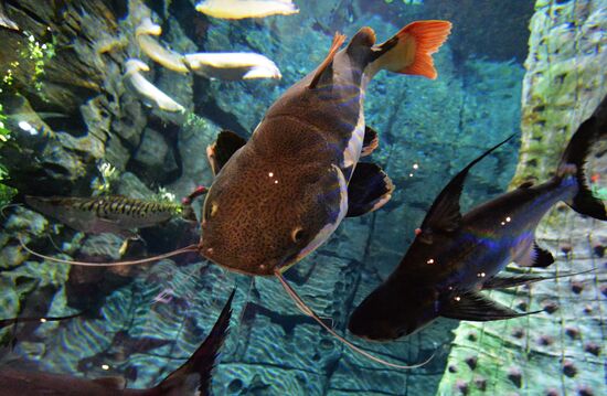 Primorsky Aquarium in Vladivostok