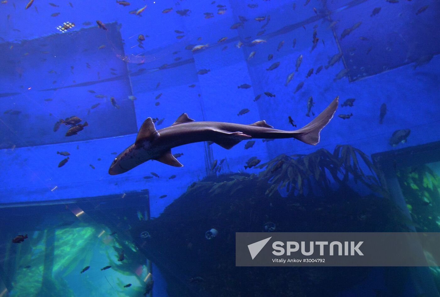 Primorsky Aquarium in Vladivostok