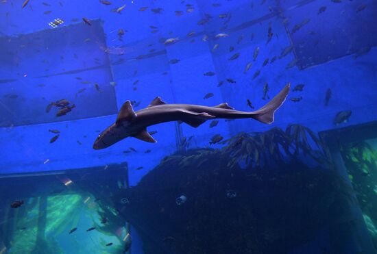 Primorsky Aquarium in Vladivostok