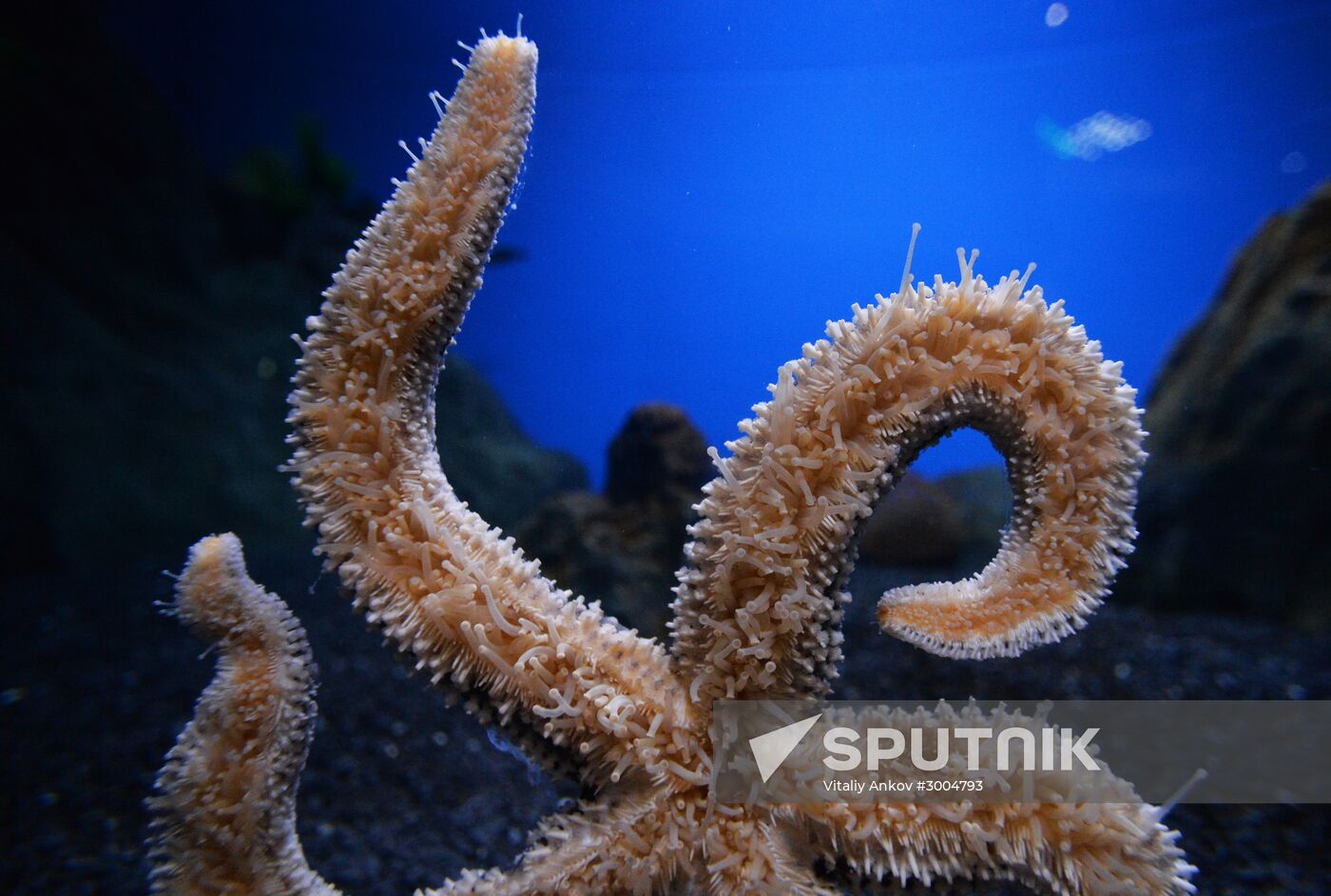 Primorsky Aquarium in Vladivostok