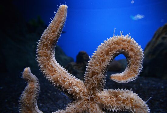 Primorsky Aquarium in Vladivostok