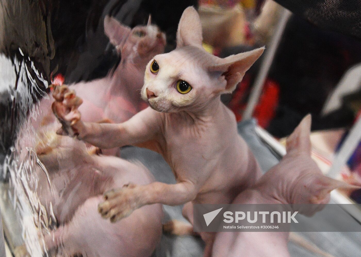 KoShariki Cat Show and kitten sale in Moscow