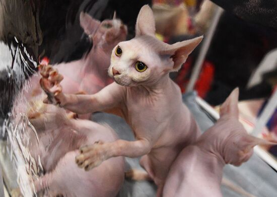 KoShariki Cat Show and kitten sale in Moscow