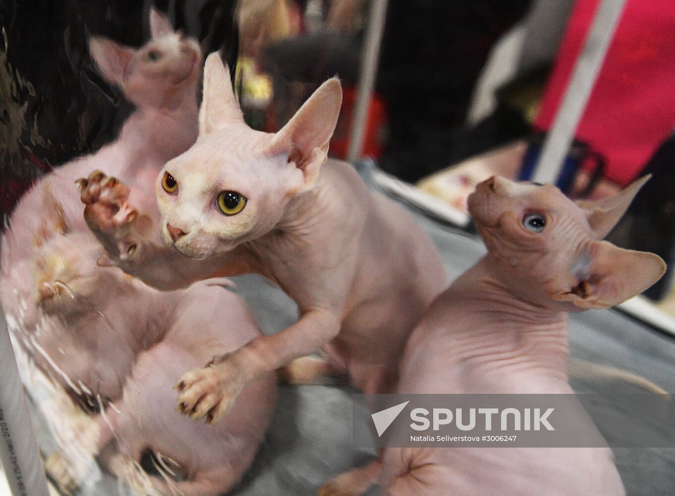 KoShariki Cat Show and kitten sale in Moscow
