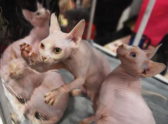 KoShariki Cat Show and kitten sale in Moscow