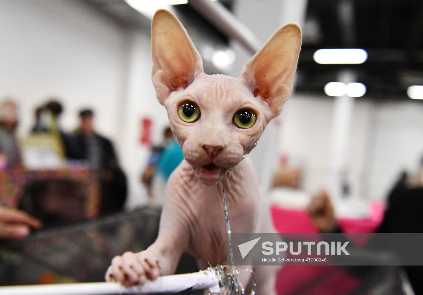 KoShariki Cat Show and kitten sale in Moscow