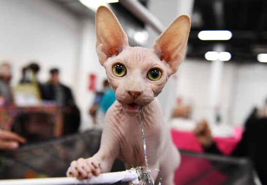 KoShariki Cat Show and kitten sale in Moscow