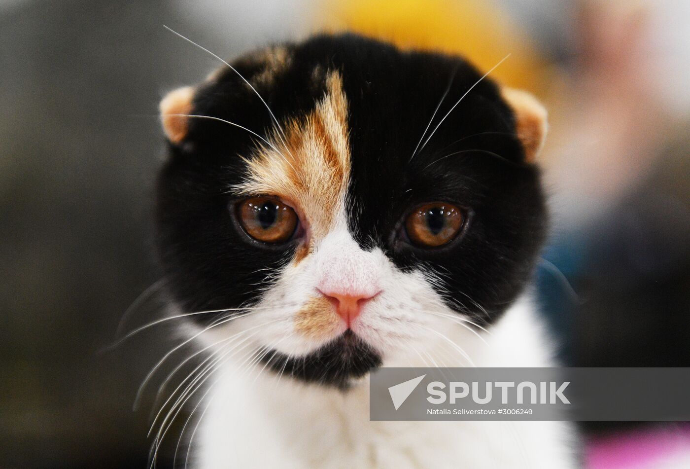 KoShariki Cat Show and kitten sale in Moscow