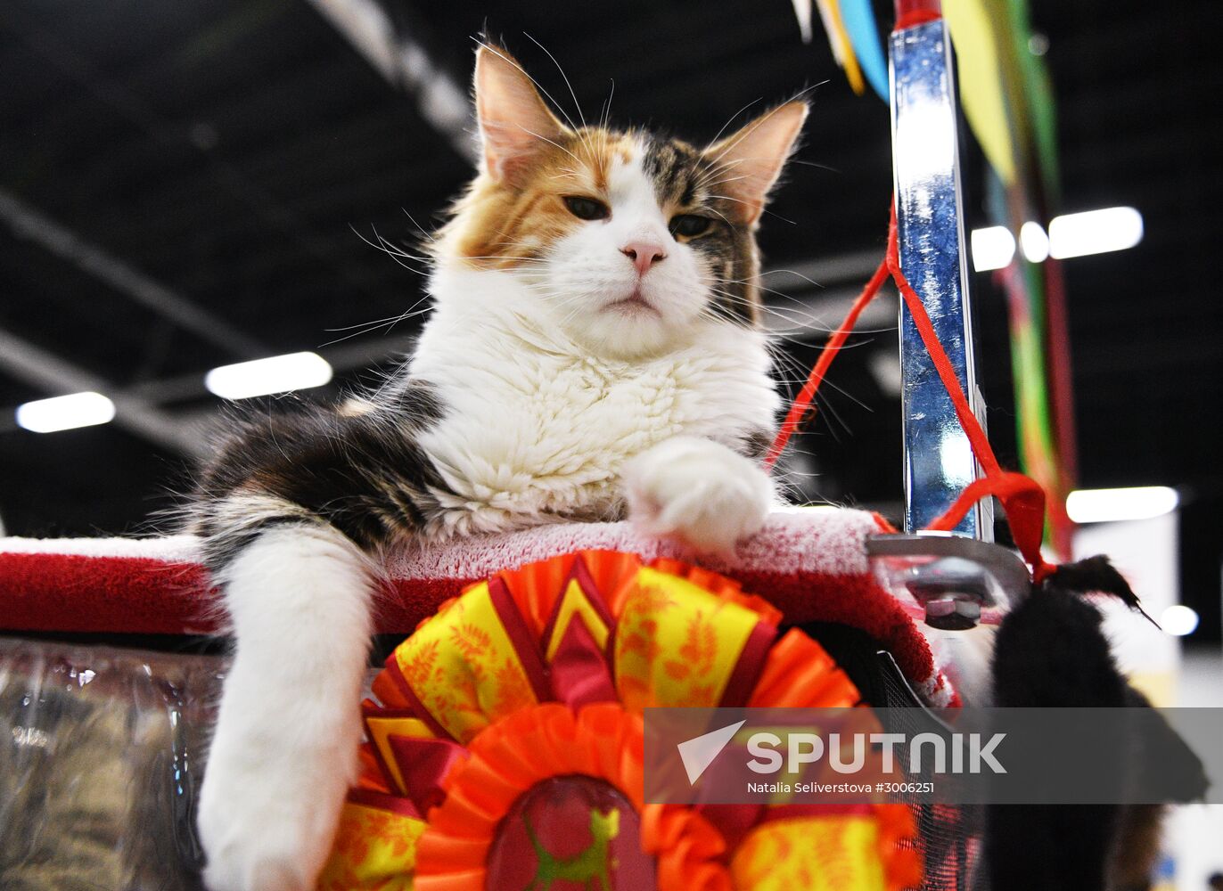 KoShariki Cat Show and kitten sale in Moscow