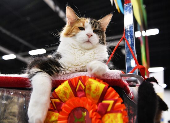 KoShariki Cat Show and kitten sale in Moscow