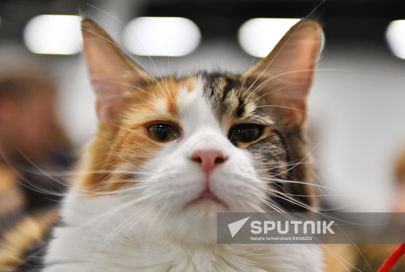 KoShariki Cat Show and kitten sale in Moscow