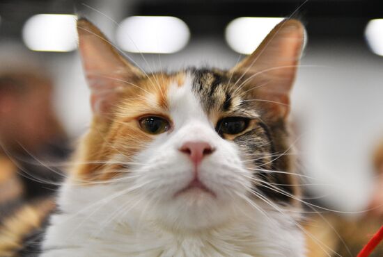 KoShariki Cat Show and kitten sale in Moscow