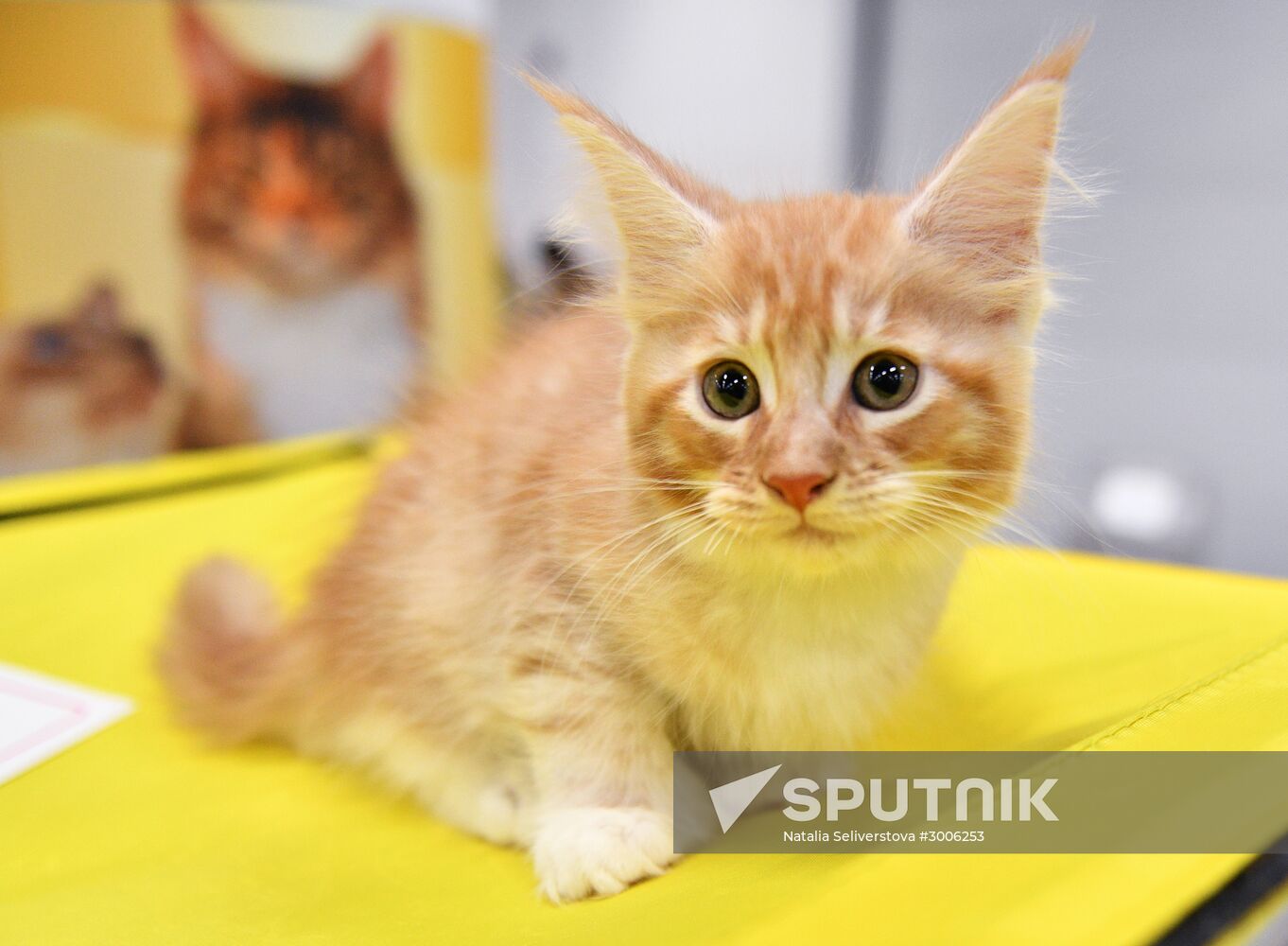 KoShariki Cat Show and kitten sale in Moscow