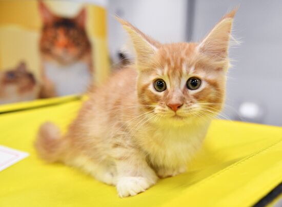 KoShariki Cat Show and kitten sale in Moscow