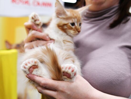 KoShariki Cat Show and kitten sale in Moscow
