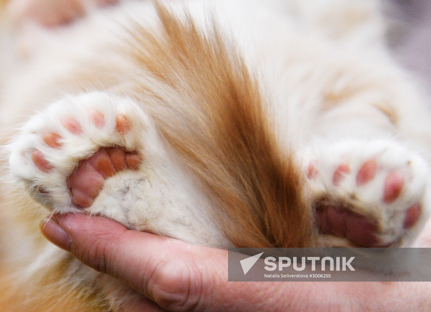 KoShariki Cat Show and kitten sale in Moscow