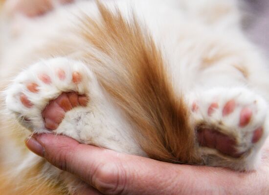 KoShariki Cat Show and kitten sale in Moscow