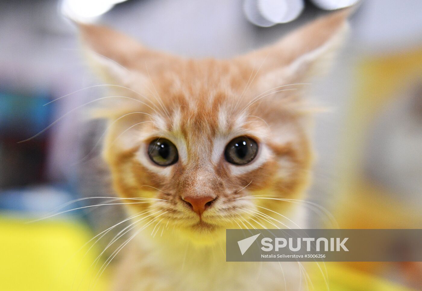 KoShariki Cat Show and kitten sale in Moscow