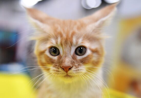 KoShariki Cat Show and kitten sale in Moscow