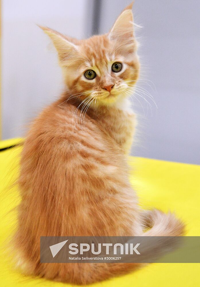 KoShariki Cat Show and kitten sale in Moscow