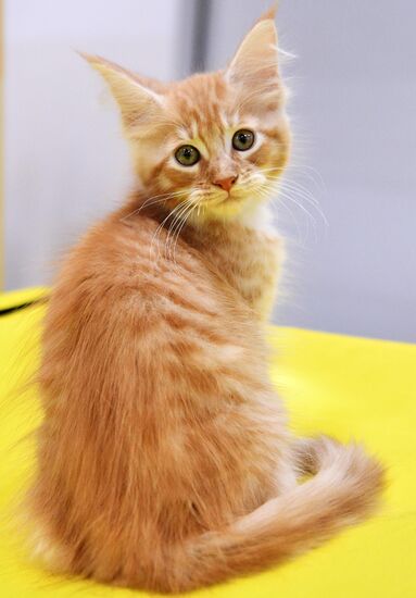 KoShariki Cat Show and kitten sale in Moscow