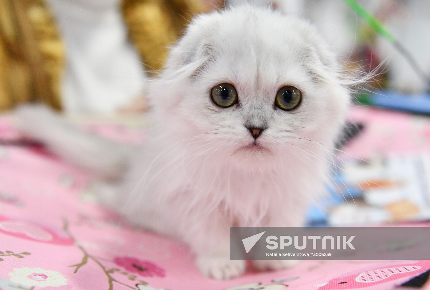 KoShariki Cat Show and kitten sale in Moscow