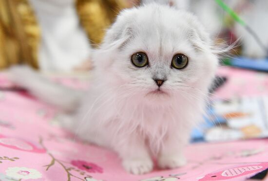 KoShariki Cat Show and kitten sale in Moscow