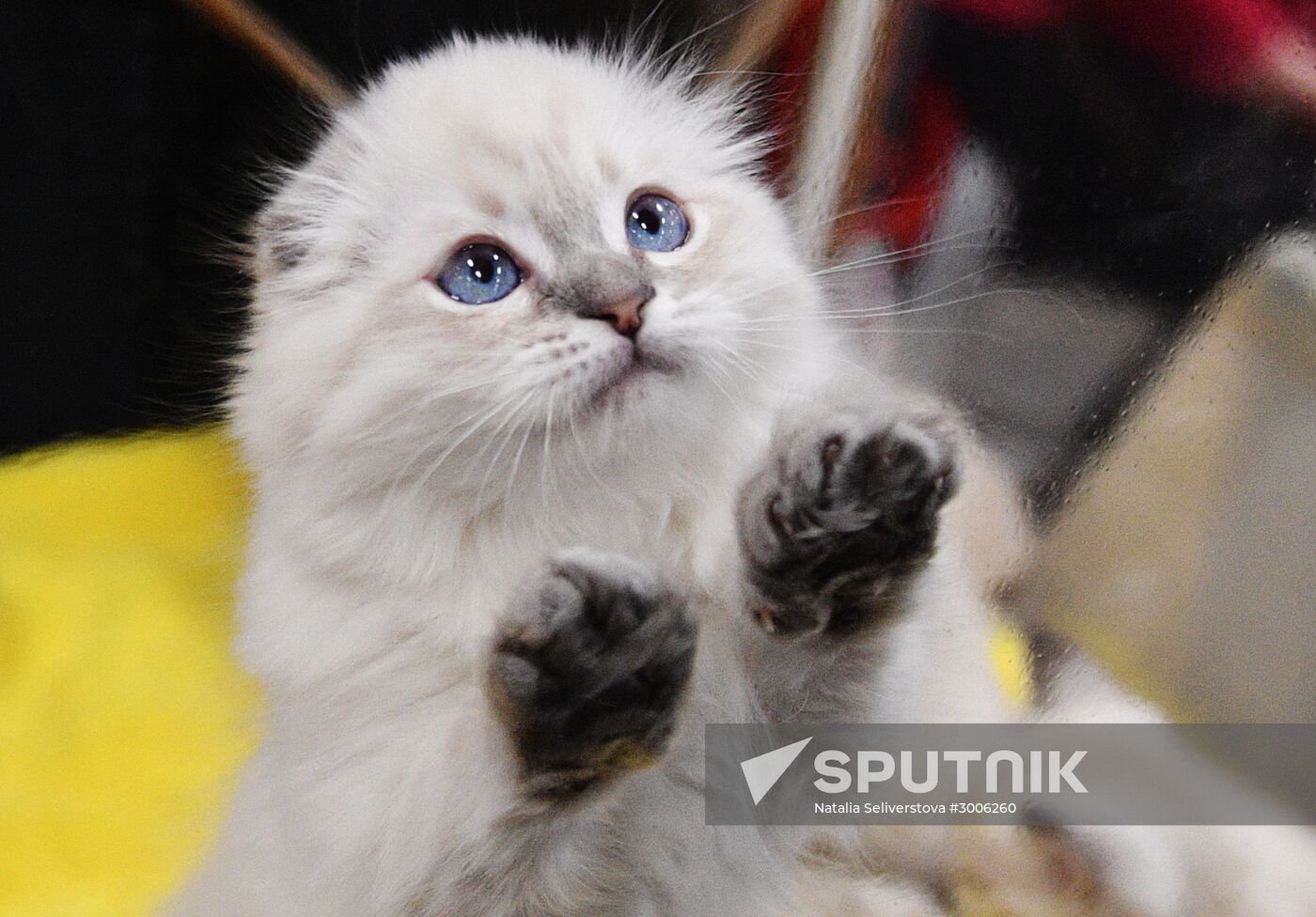 KoShariki Cat Show and kitten sale in Moscow