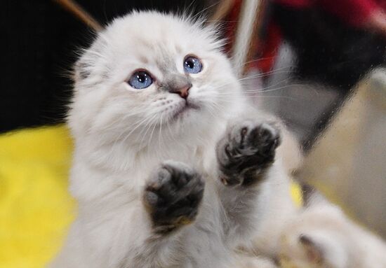 KoShariki Cat Show and kitten sale in Moscow