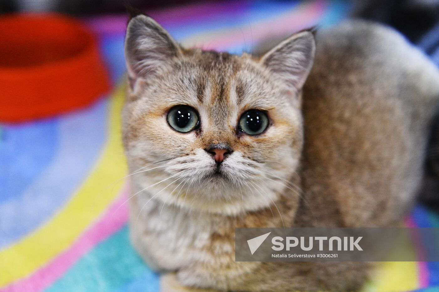 KoShariki Cat Show and kitten sale in Moscow