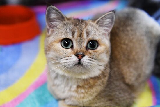 KoShariki Cat Show and kitten sale in Moscow