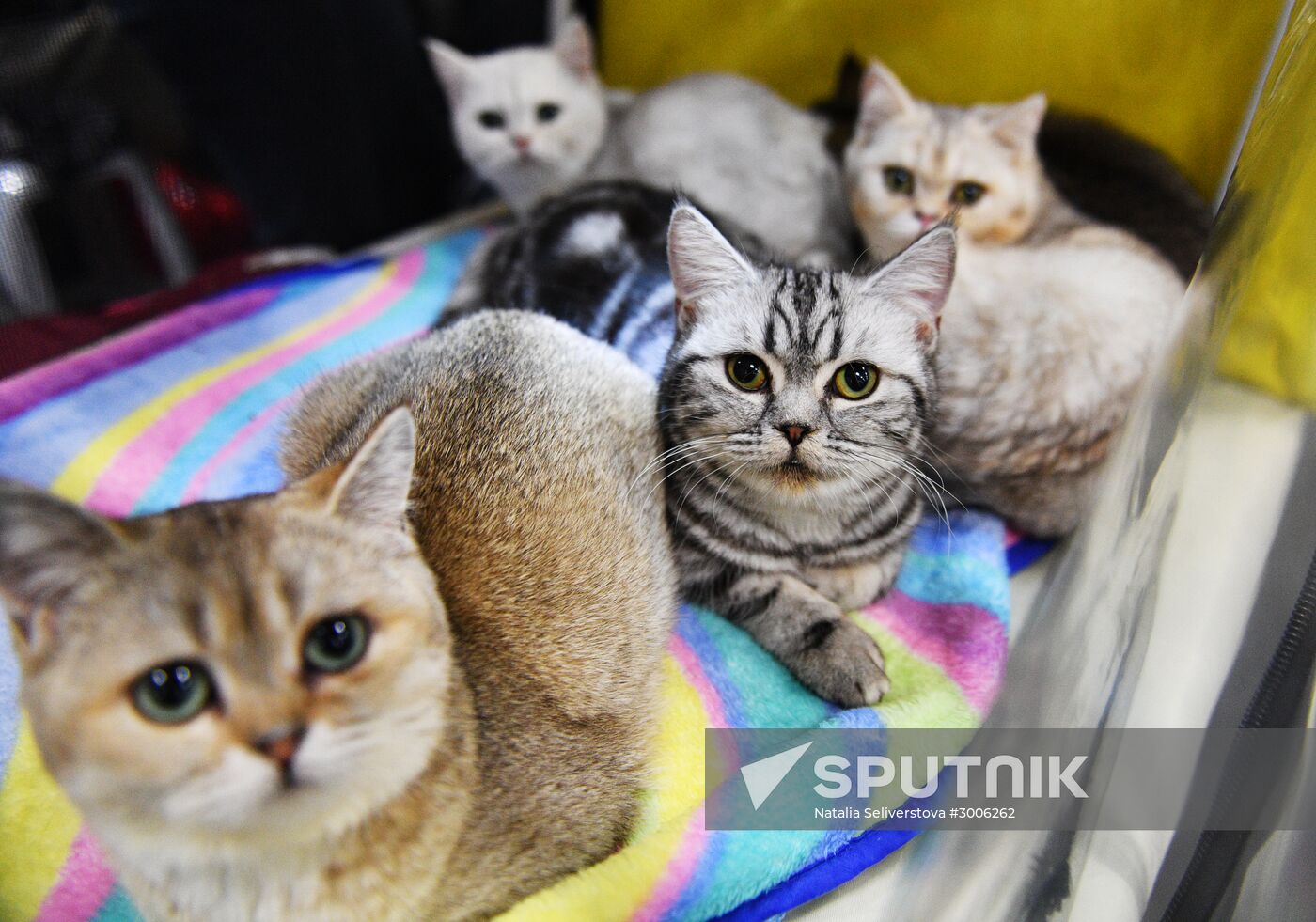 KoShariki Cat Show and kitten sale in Moscow