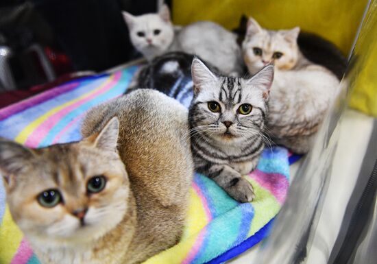 KoShariki Cat Show and kitten sale in Moscow