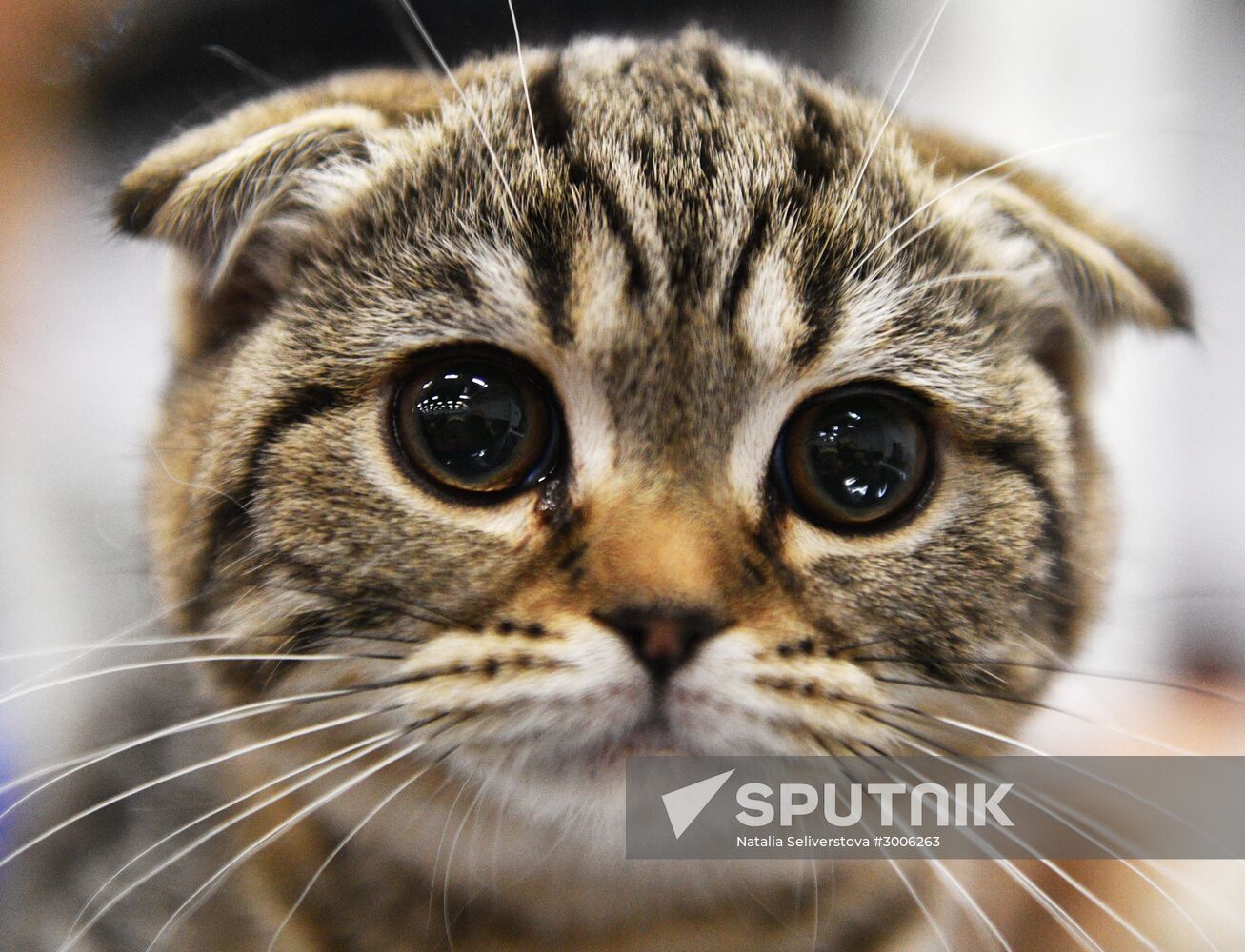 KoShariki Cat Show and kitten sale in Moscow
